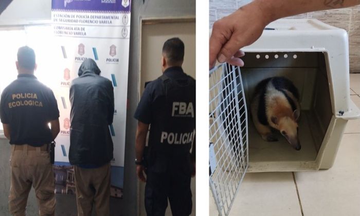 Florencio Varela – Detenido por intentar comercializar un oso hormiguero